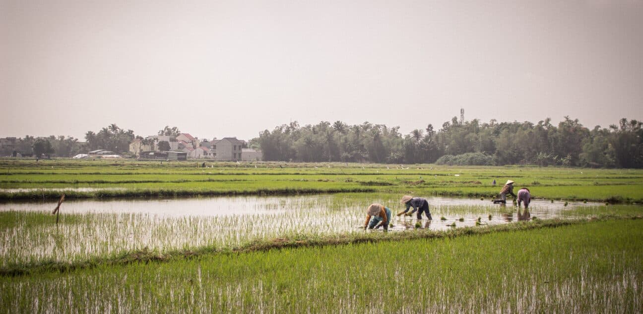 Rice Field